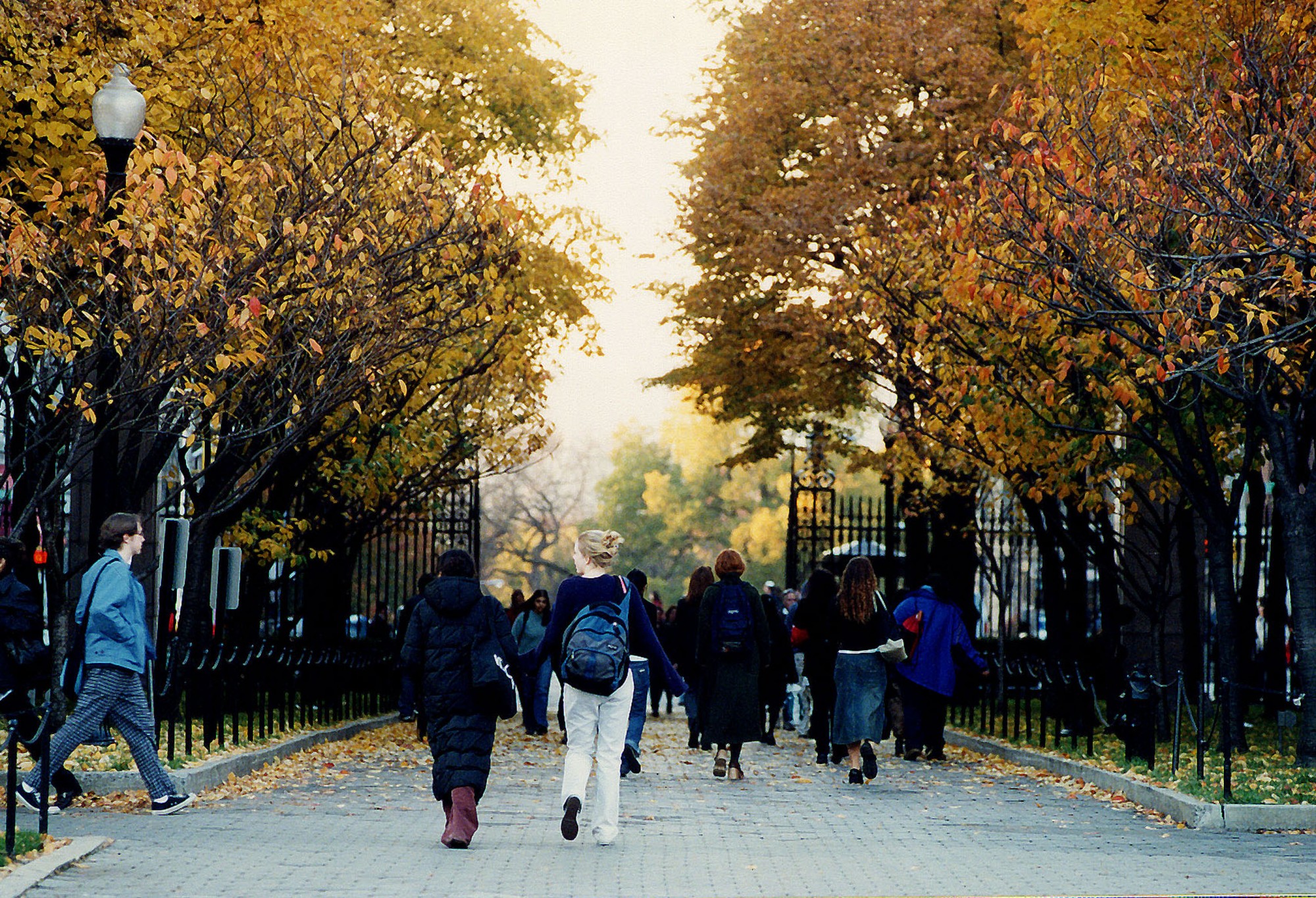 People walking down a wide pathway during autumn. Trees with golden leaves line either side of the path.