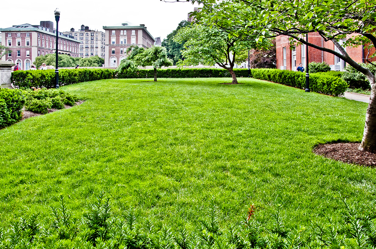 A green, rectangular lawn with a few small trees. Brick buildings can be seen in the background.