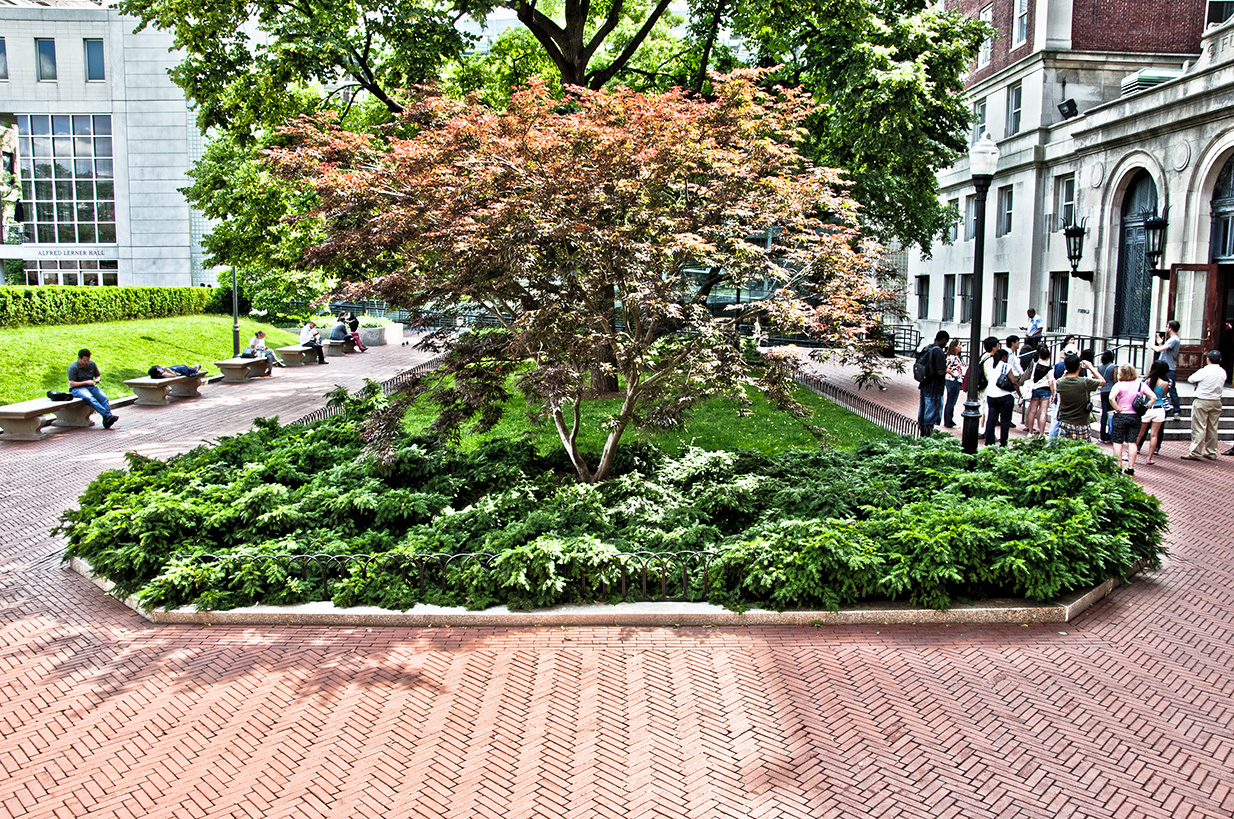 A red brick paved area that wraps around a garden with trees.